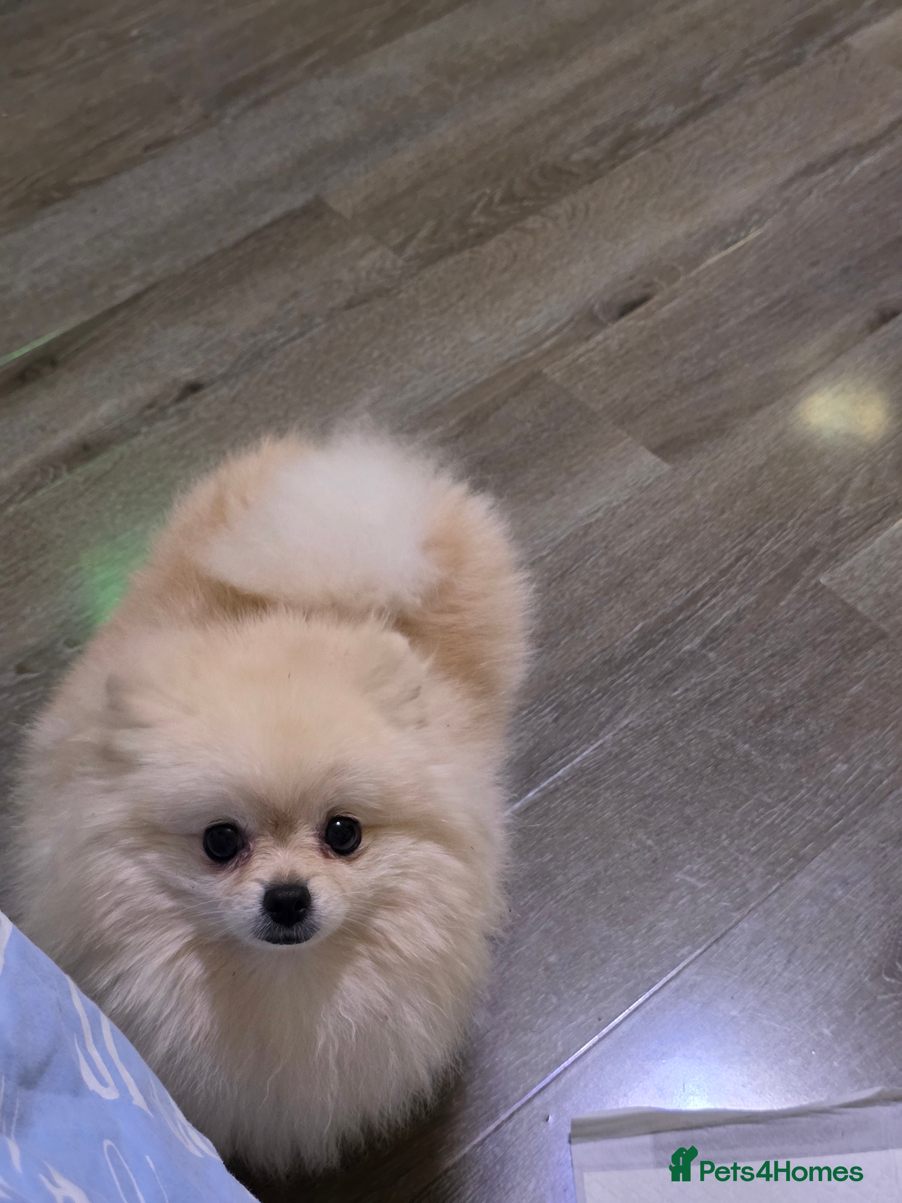 Pomeranian dogs 🎊🎊🎊Miniature Pomeranian Boys 🎊🎊🎊 - Advert 14