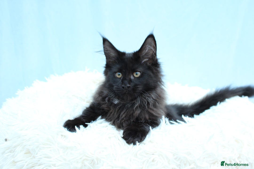 Maine Coon cats for sale: 🔥Last Maine Coon kitten available 🔥 - Image 4
