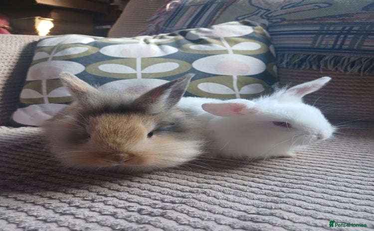 Mixed Breed rabbits - Advert 16