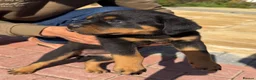 Rottweiler dogs for sale: Rottweiler puppies in Leeds - Advert 4