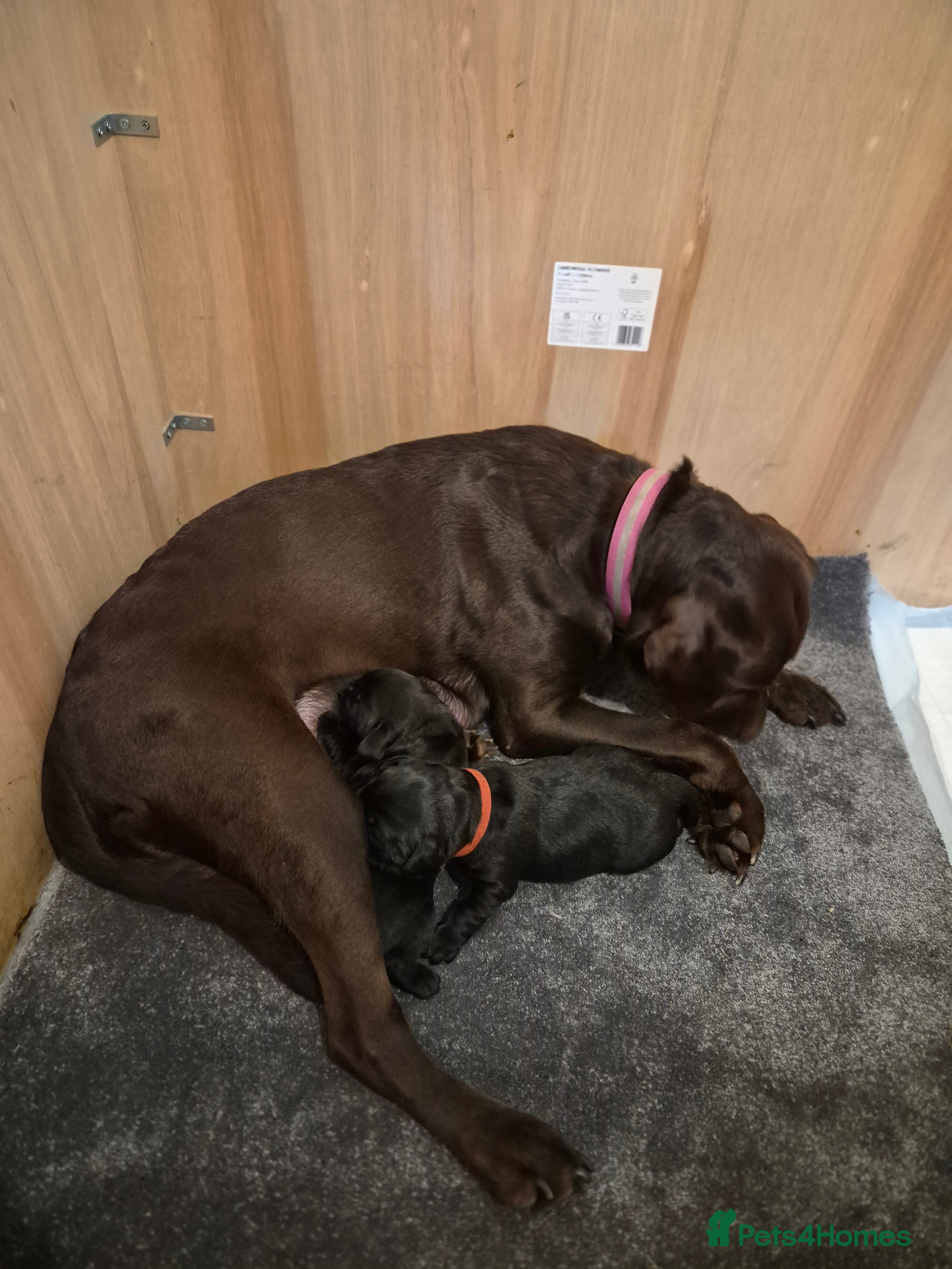 Labrador Retriever dogs Black labradors for sale  - Advert 1