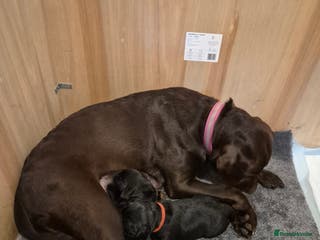 Labrador Retriever dogs Black labradors for sale - Advert 9