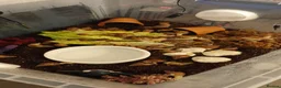 Snails invertebrates for sale: Giant 'retic' african land snails - Advert 2