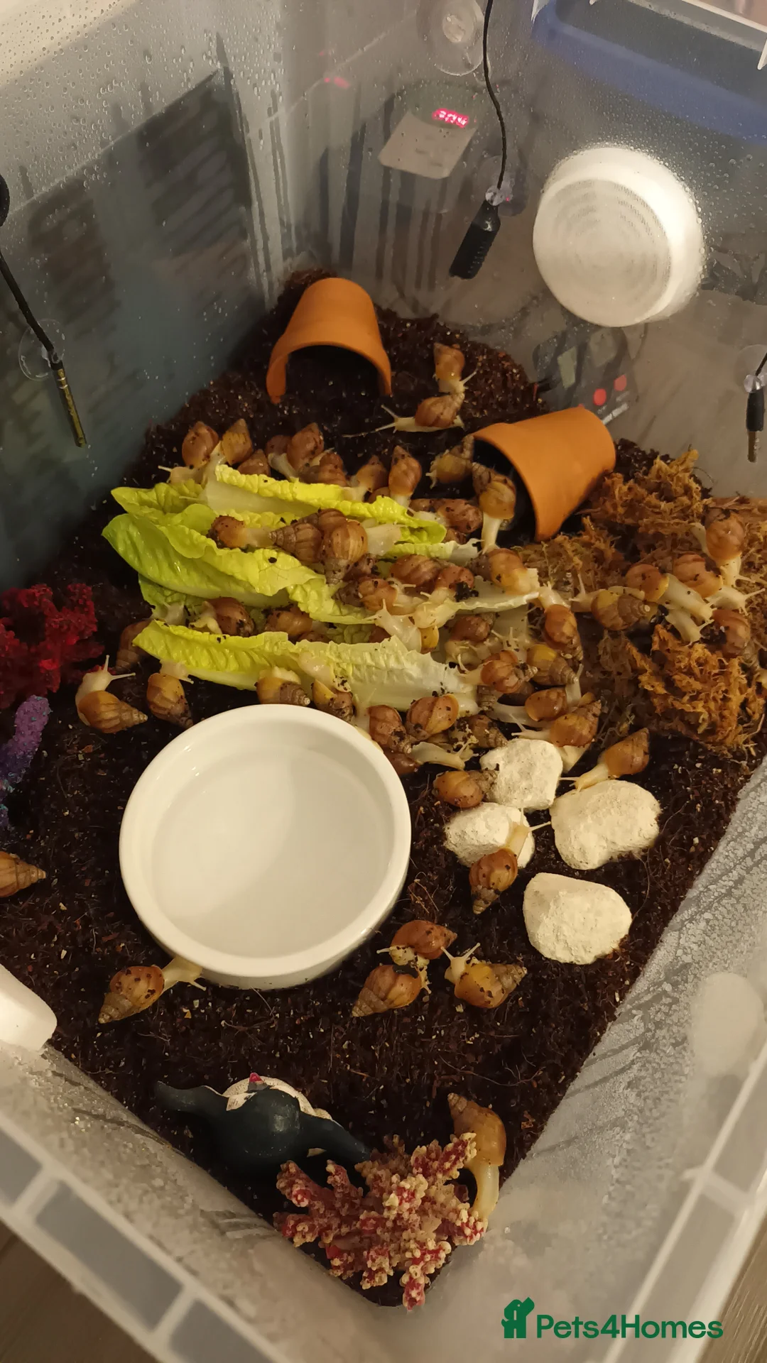 Snails invertebrates for sale: Giant 'retic' african land snails - Advert 2