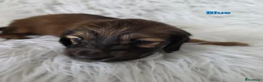 Miniature Dachshund 1