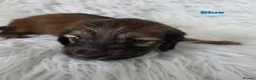 Miniature Dachshund dogs for sale: STUNNING KC SHADED RED LONG HAIR - Advert 26