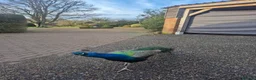 Peafowl poultry for sale: Beautiful Male Peacock For Sale - 2 1/5 years old - Advert 8
