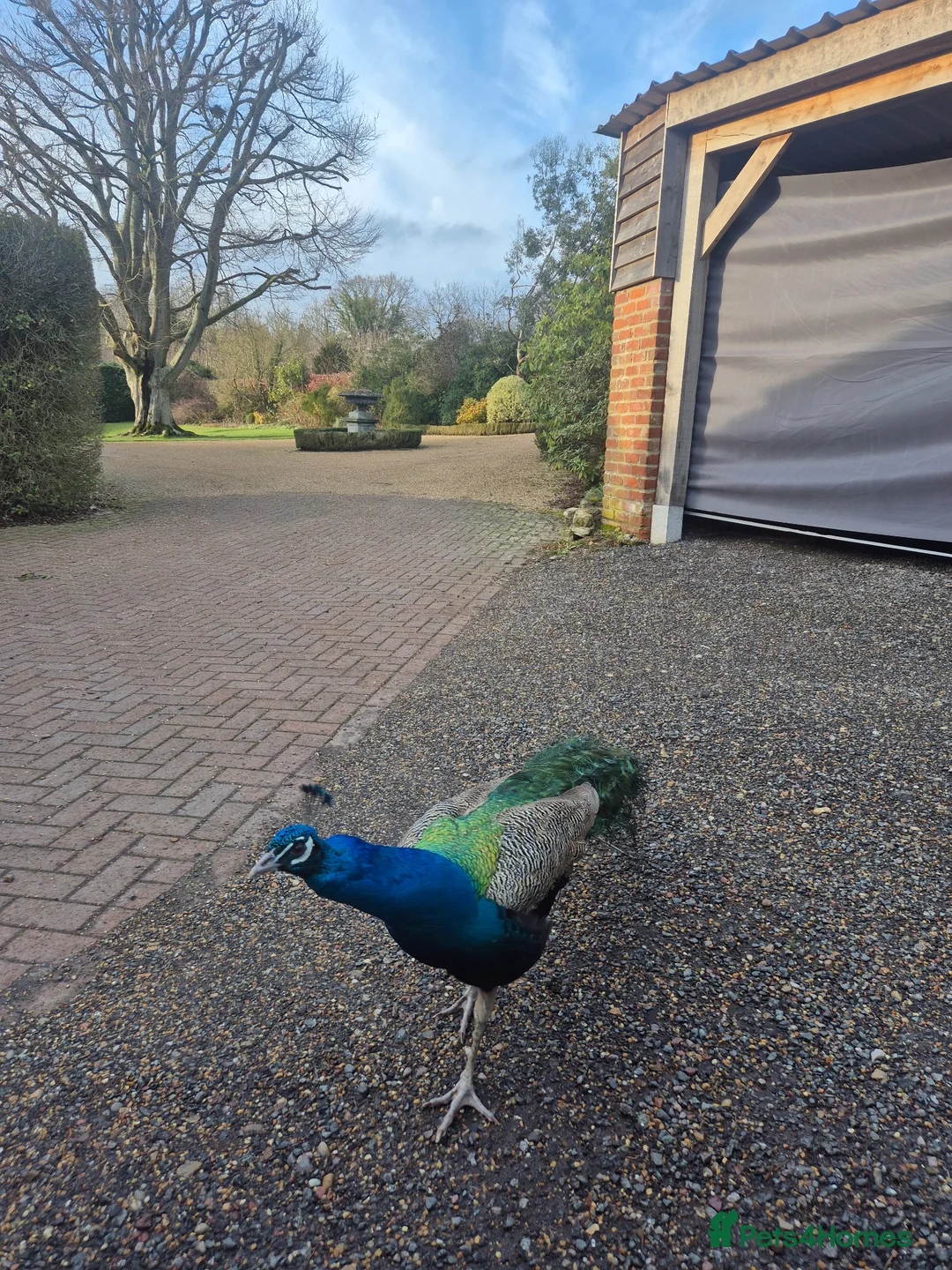 Peafowl poultry for sale: Beautiful Male Peacock For Sale - 2 1/5 years old - Advert 8