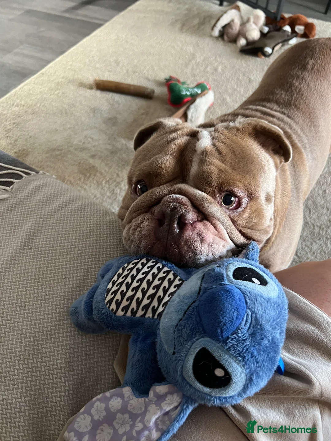 Mixed Breed dogs for sale: Odie - Olde english bulldog  - Advert 6