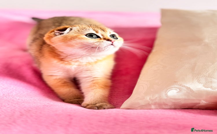 Scottish Fold cats High quality TICA pedigree kittens  - Advert 2