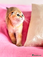 Scottish Fold cats High quality TICA pedigree kittens - Advert 4