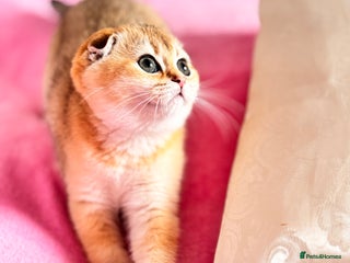 Scottish Fold cats High quality TICA pedigree kittens - Advert 3
