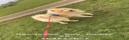 Chow Chow dogs for stud: 🦁 STUD DOG AVAILABLE — Proven Cream Chow Chow - Advert 2