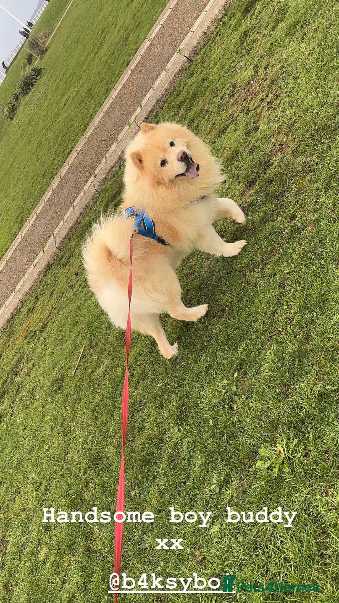 Chow Chow dogs for stud: 🦁 STUD DOG AVAILABLE — Proven Cream Chow Chow - Advert 2