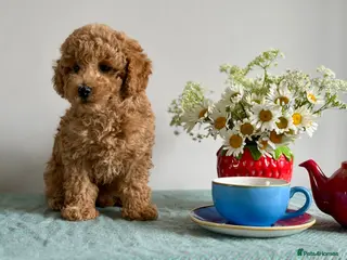 Cockapoo dogs Exquisite toy cockapoo - Advert 15