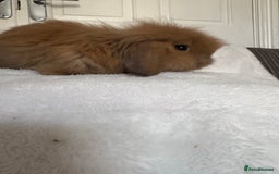 Mini Lion Lop rabbits for sale: Gorgeous fluffy little mini lion lop baby bunny’s  - Advert 16