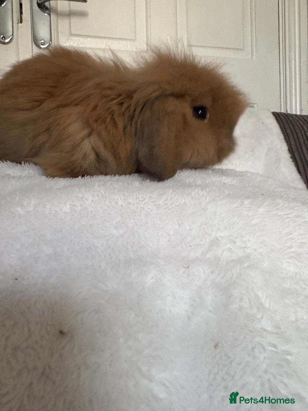 Mini Lion Lop rabbits for sale: Gorgeous fluffy little mini lion lop baby bunny’s  - Advert 16