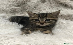Mixed Breed cats for sale: Lovely kittens 8 weeks old  - Image 25
