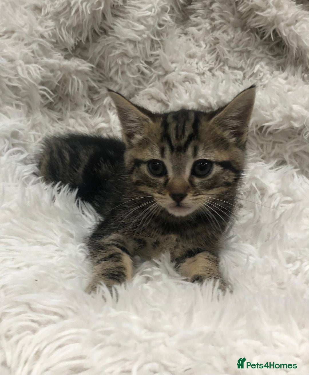 Mixed Breed cats for sale: Lovely kittens 8 weeks old  - Image 25