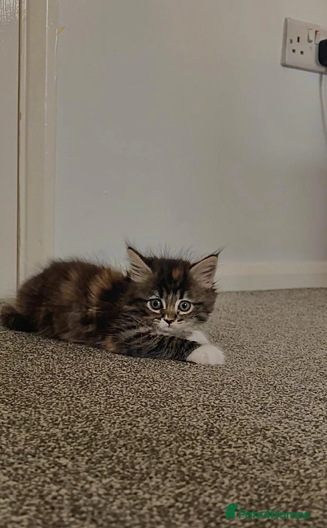 Maine Coon cats for sale: Maine coon kitten  - Advert 2
