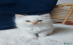 Siamese cats for sale: Ready to Leave Flame Point Siamese Kittens - Image 15