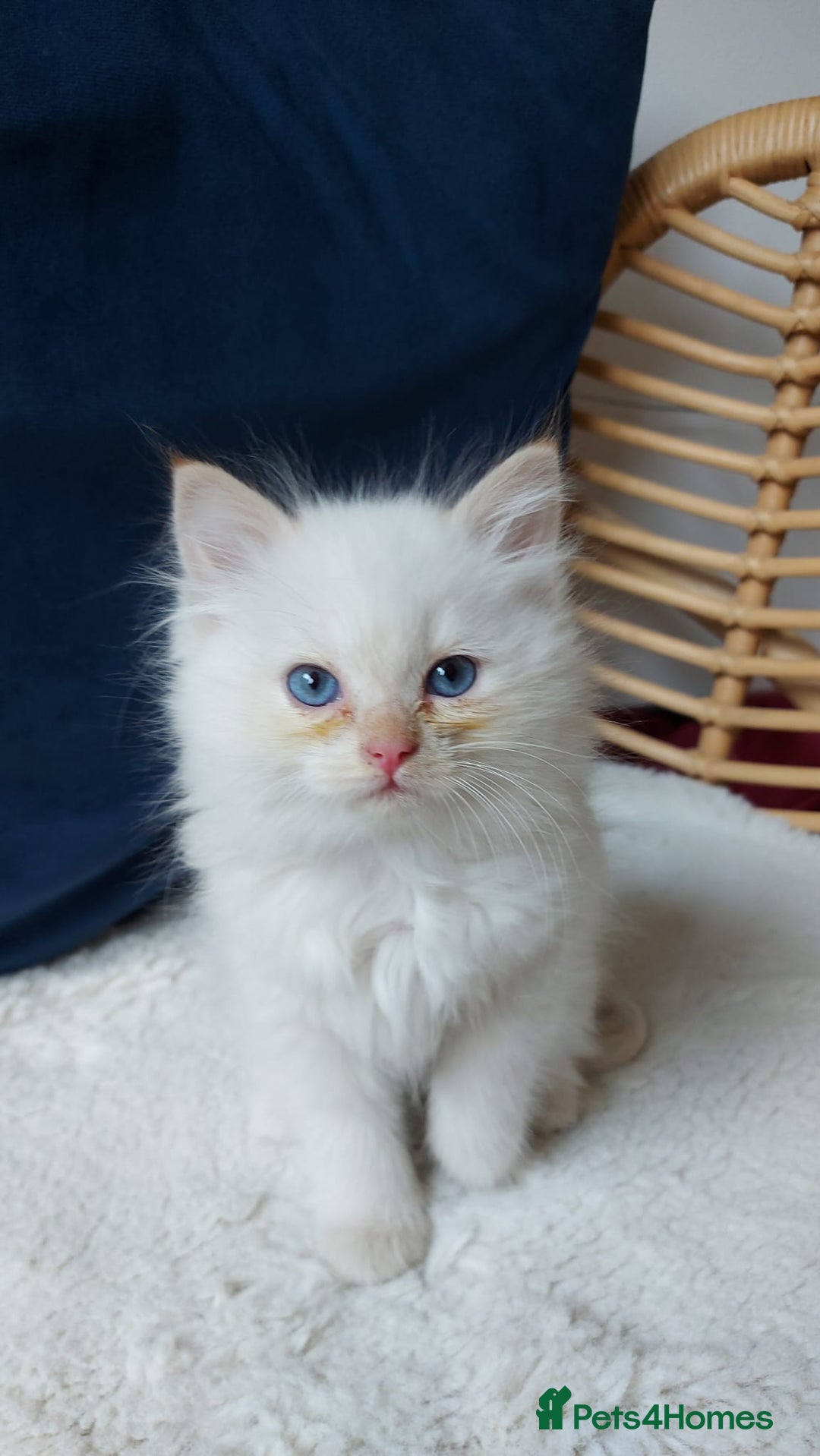 Siamese cats for sale: Ready to Leave Flame Point Siamese Kittens - Image 15