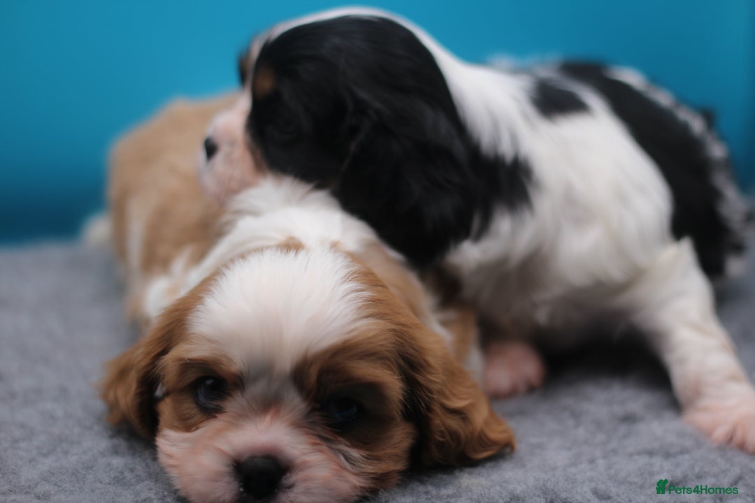 Cavalier King Charles Spaniel dogs for sale: Champion lines, heart/health tested, KC registered - Advert 3