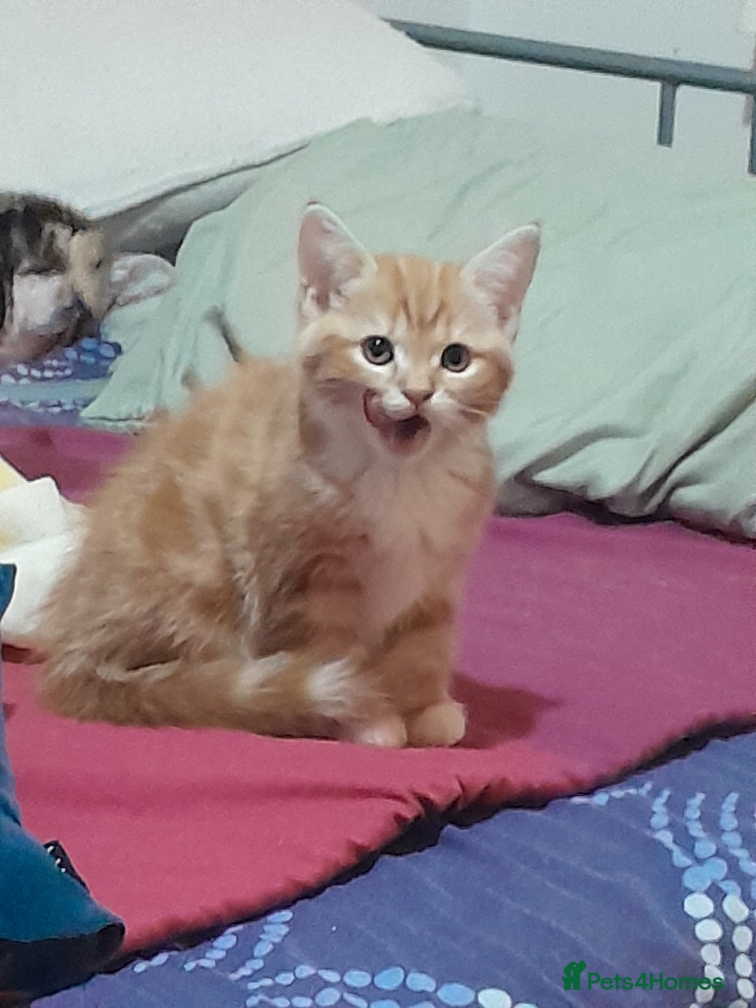 Mixed Breed cats for sale: 5 Beautiful gorgeous kittens 😺😼😻😸😹 - Image 13