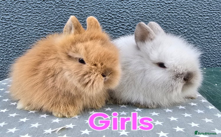 Lionhead rabbits - Advert 2
