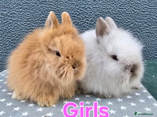 Lionhead rabbits - Advert 36