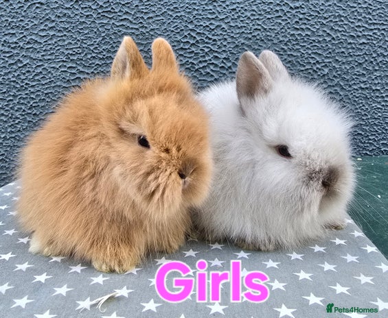 Lionhead rabbits - Advert 2