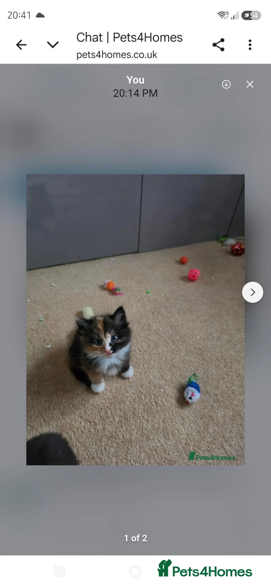 Mixed Breed cats for sale: Kitten for sale female - Advert 2