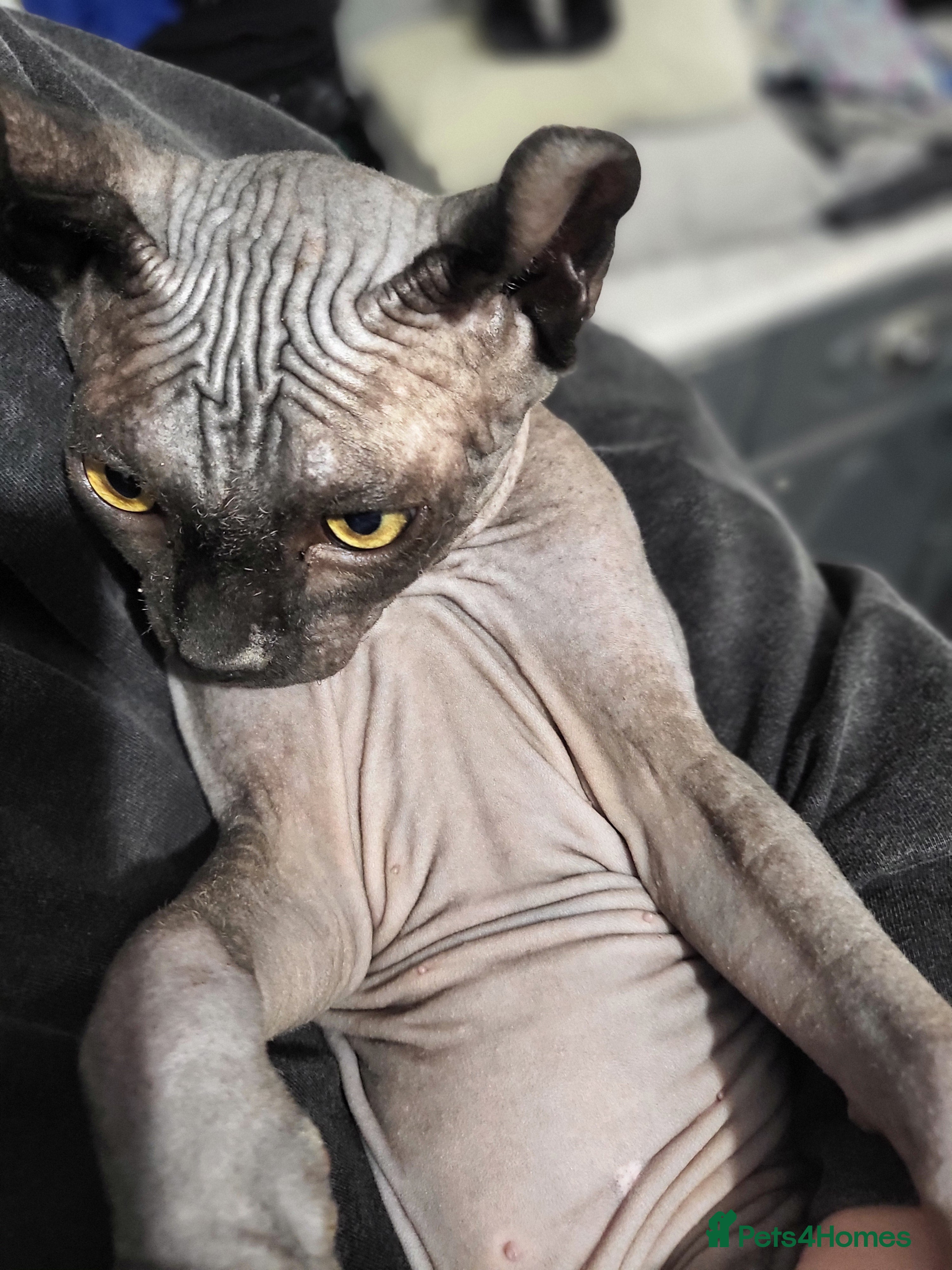 Sphynx cats Elf sphynx boy  - Advert 1