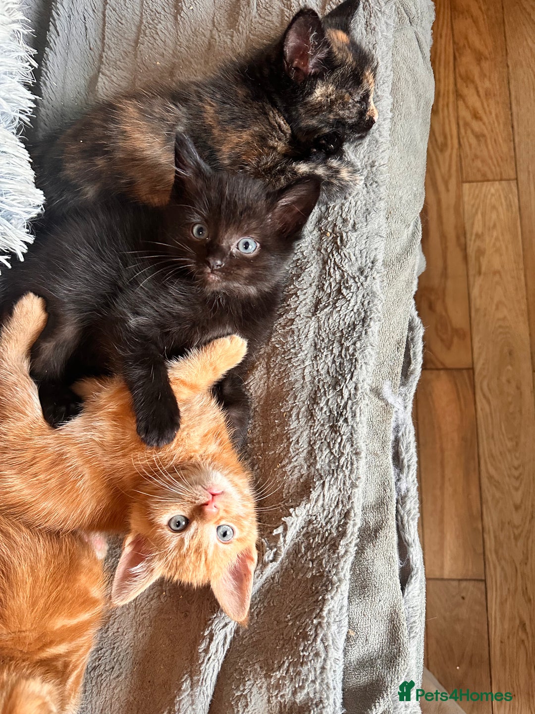 Ragdoll cats for sale: Calicox ragdolls - Image 3