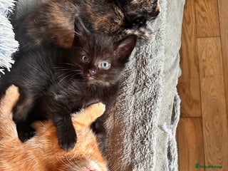 Ragdoll cats - Advert 23