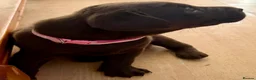 Labrador Retriever dogs for sale: Beautiful litter - Advert 10