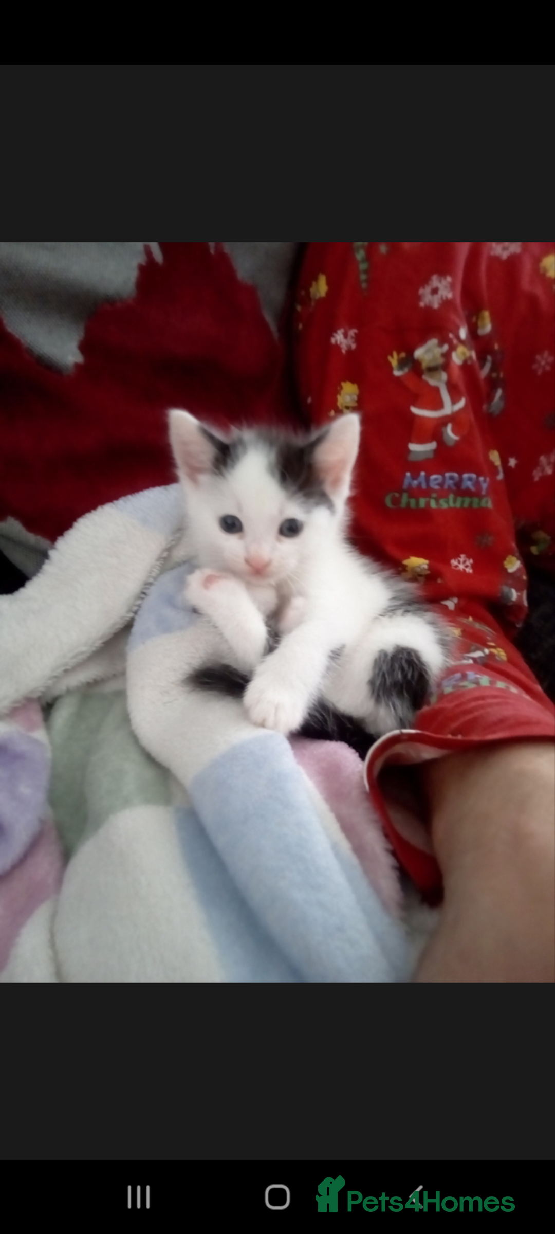 Mixed Breed cats for sale: One 8 week male kitten ready to re-home  - Image 6