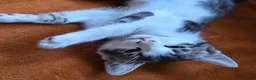 Mixed Breed cats for sale: Lovely, healthy, playful kittens - Advert 6