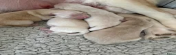 Golden Retriever dogs for sale: Golden retriever puppies - Advert 9