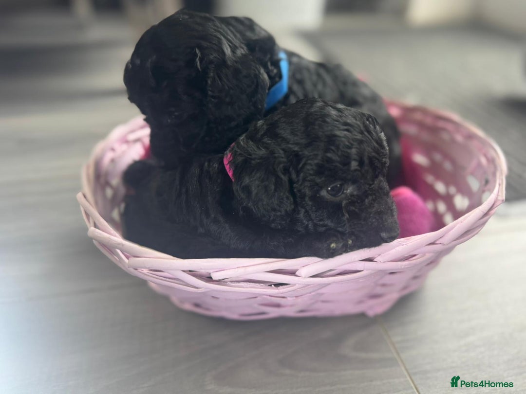 Cockapoo dogs for sale: 7 F1b Cockapoos  - Image 9