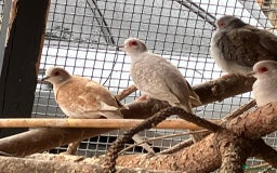 Doves birds for sale: Diamond doves for sale 2025 bred  - Image 8