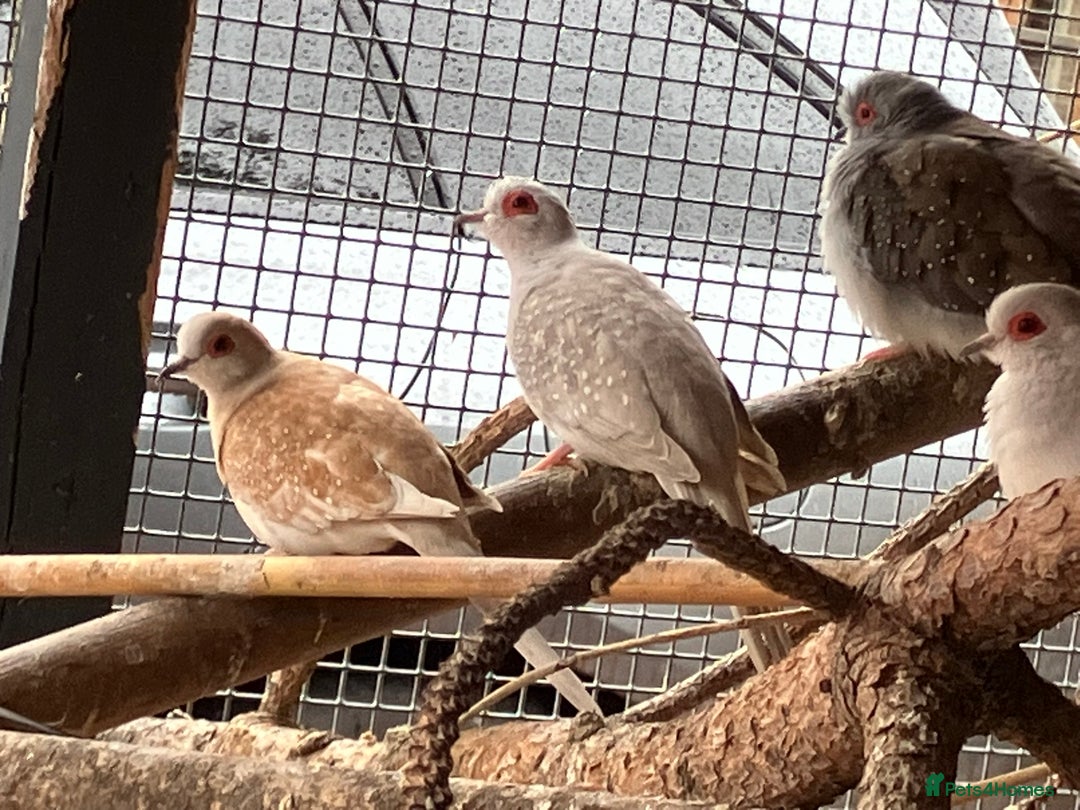 Doves birds for sale: Diamond doves for sale 2025 bred  - Image 8