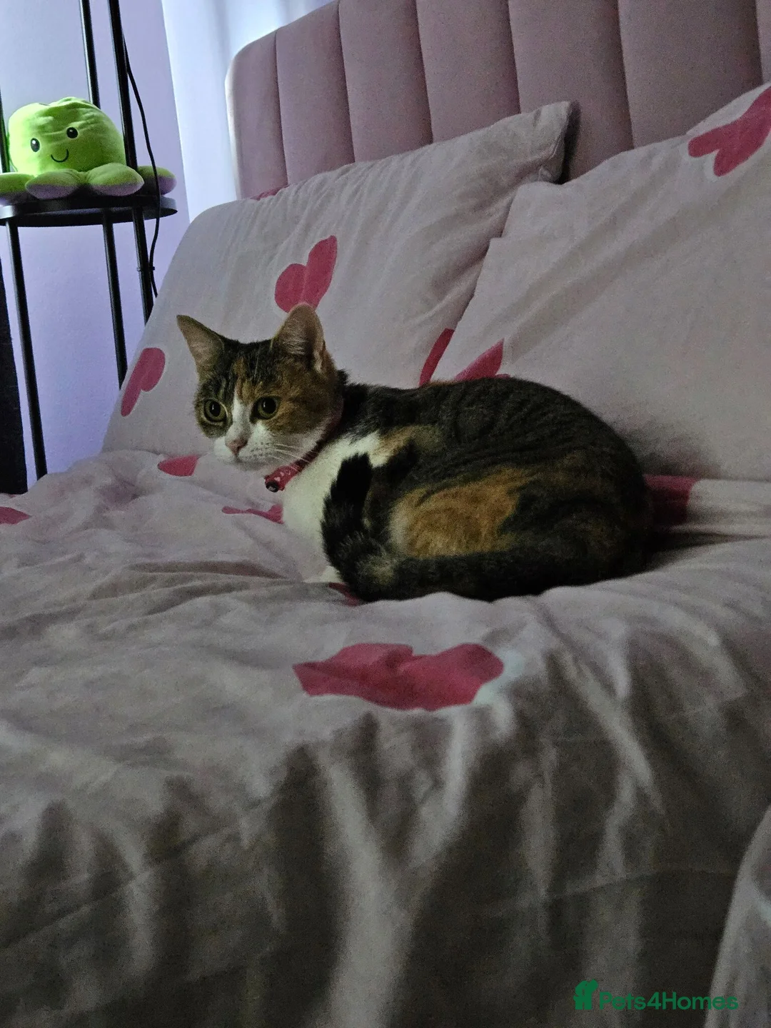 Mixed Breed cats for sale: British shorthair mixed kittens.  - Advert 2