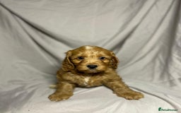 Cockapoo dogs for sale: Stunning F1 Cockapoo Puppies - PRA Clear Sire - Image 5