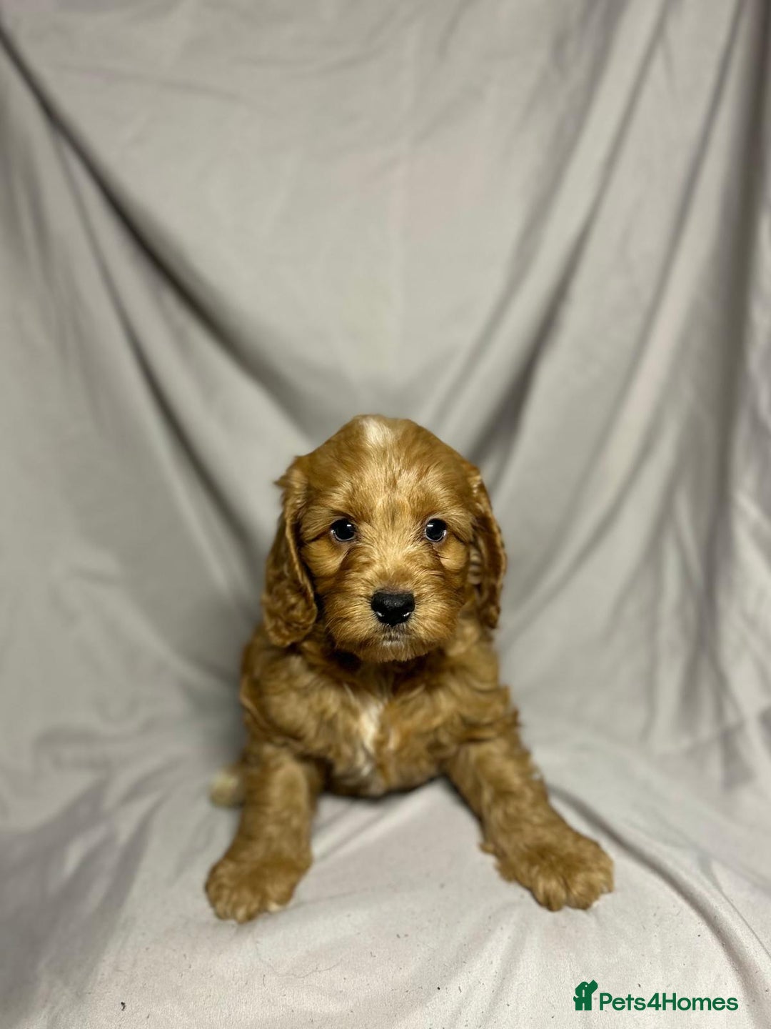 Cockapoo dogs for sale: Stunning F1 Cockapoo Puppies - PRA Clear Sire - Image 5