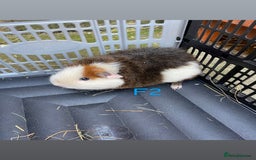 Guinea Pig rodents for sale: Baby guinea pigs for sale, various breeds - Image 5