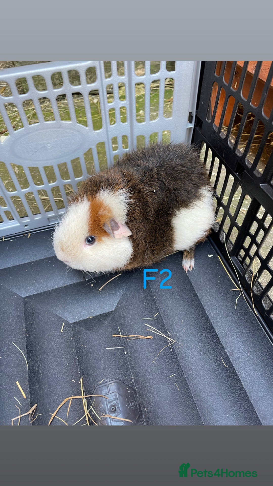 Guinea Pig rodents for sale: Baby guinea pigs for sale, various breeds - Image 5