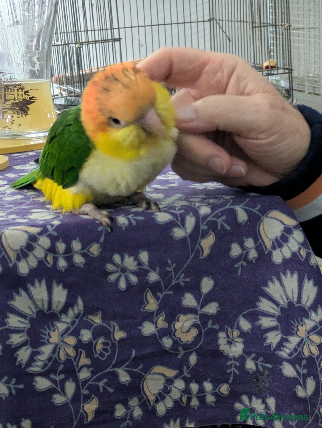 Parrots birds for sale: Yellow headed caiques baby girl very friendly - Advert 1
