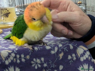 Parrots birds Yellow headed caiques baby girl very friendly - Advert 3