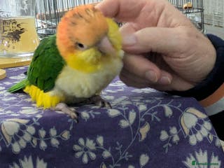 Parrots birds Yellow headed caiques baby girl very friendly - Advert 13